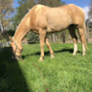 Meet your Posher, Austine